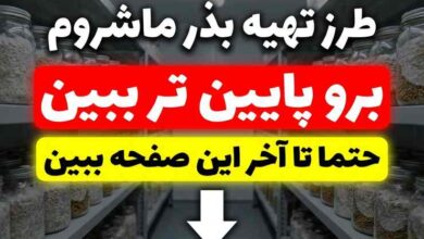 تهیه بذر ماشروم