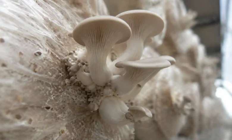 قارچ چه رنگی است