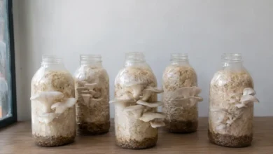 محیط پرورش قارچ