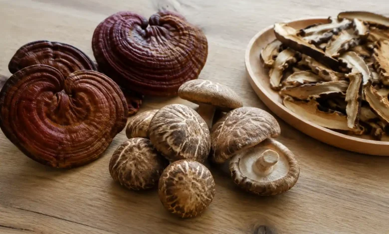 قارچ خوراکی چیست