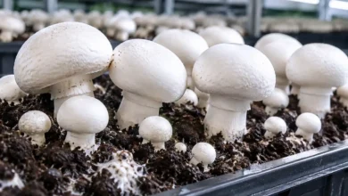 شوک دهی قارچ دکمه ای چگونه است