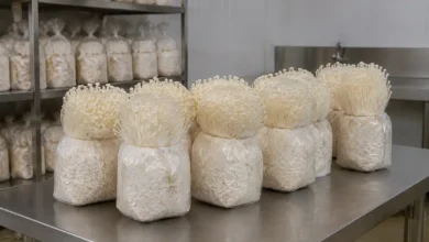 بذر قارچ انوکی