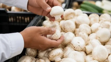 قیمت قارچ خوراکی