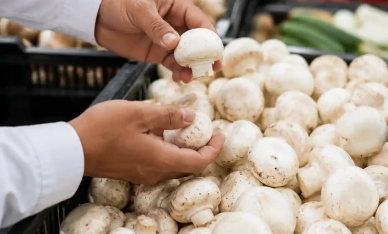 قیمت قارچ خوراکی