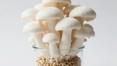 کاشت بذر قارچ