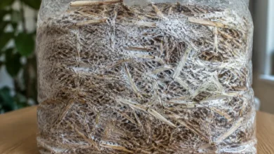 چگونگی پرورش قارچ