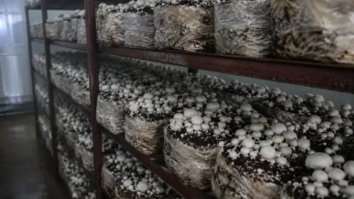 کتاب پرورش قارچ رایگان