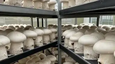قارچ دکمه ای چیست