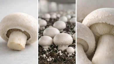 قارچ دکمه ای کیلویی چنده