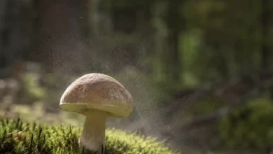 قارچ هاگ دار است