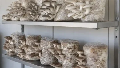 قفسه بندی قارچ