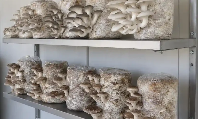 قفسه بندی قارچ