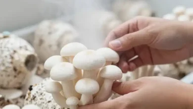 تولید قارچ چگونه است