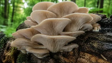 انواع قارچ خوراکی در طبیعت