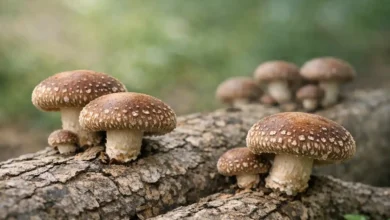 خرید قارچ شیتاکه در کرج