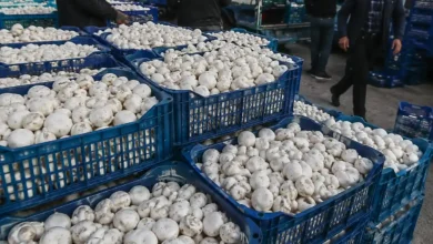 قیمت قارچ در اصفهان
