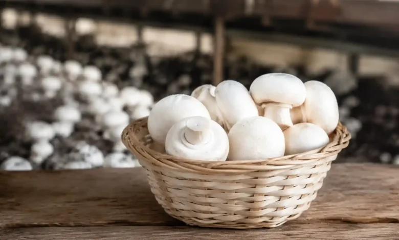قارچ گیاهی خوراکی