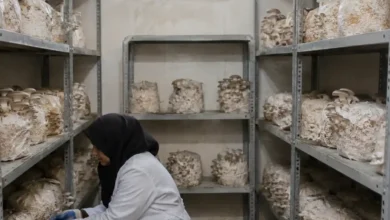 مشاور پرورش قارچ