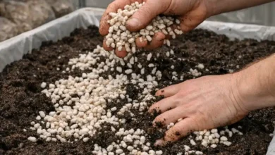 نحوه کاشت بذر قارچ دکمه ای