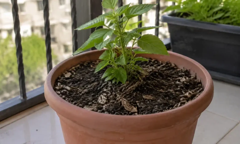 کمپوست قارچ برای گلدان