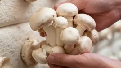 بیماری ورتیسیلیوم قارچ دکمه ای