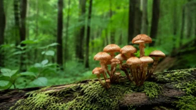 قارچ چیست و چه کمکی به طبیعت میکند
