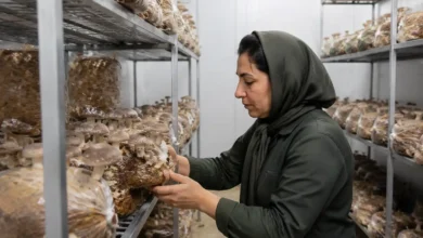 نحوه ی پرورش قارچ