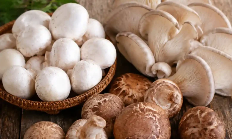 قارچ ها در کجای زنجیره ی غذایی قرار می گیرند