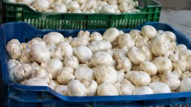 قیمت کیلویی قارچ