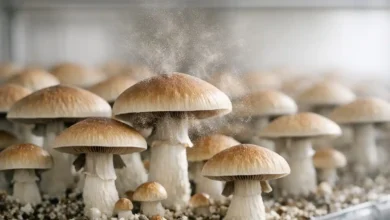 قارچ دکمه ای قهوه ای