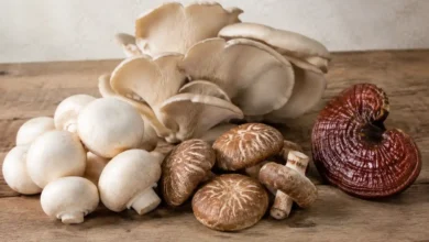 چند نوع قارچ داریم