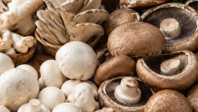 انواع قارچ گیاه