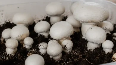 قیمت هر کیلو بذر قارچ دکمه ای
